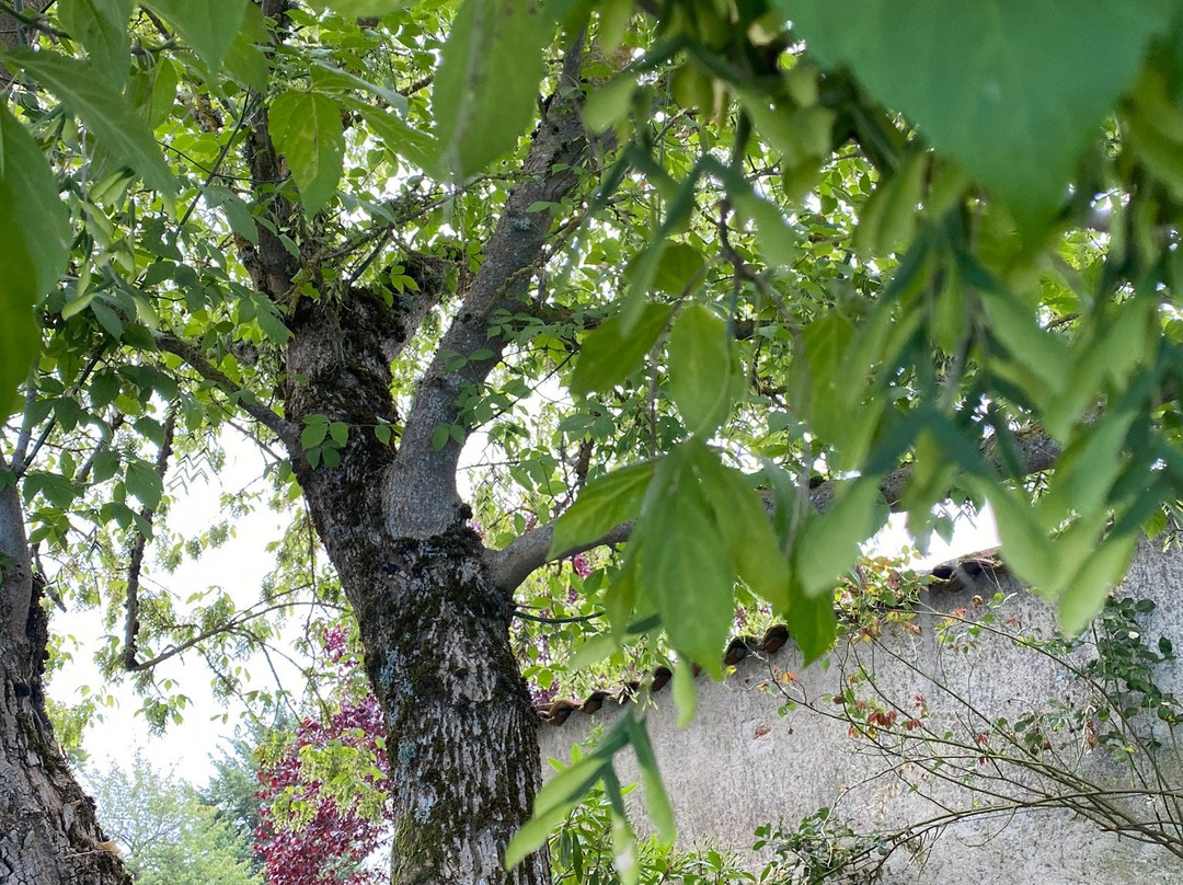 Divin Mélange主图