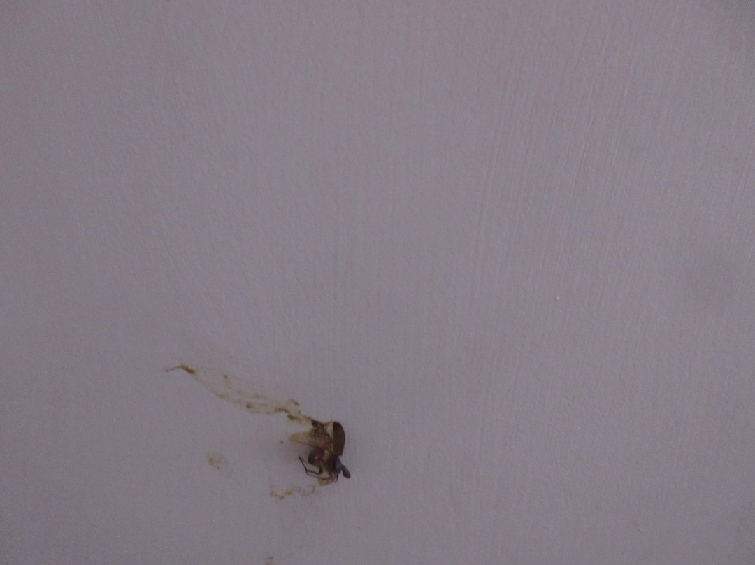 Basecamp at Snowbowl主图