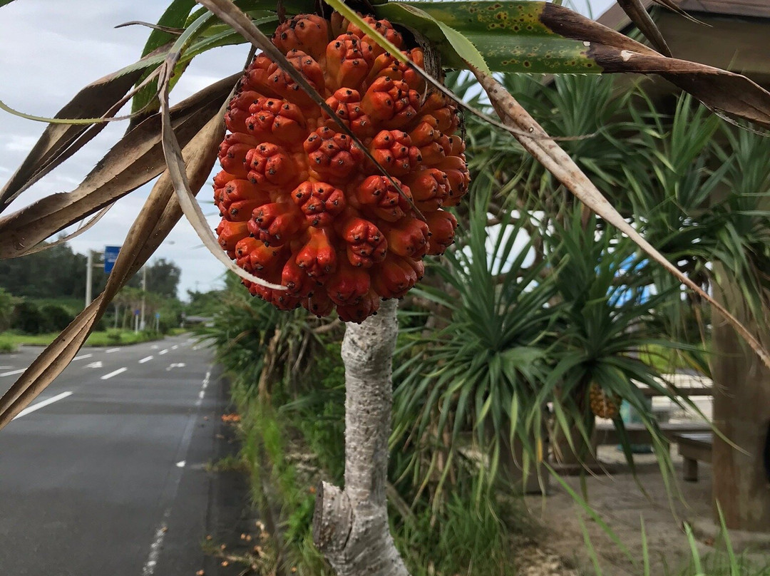 Amami Airport General Information Center-奄美市必去景点