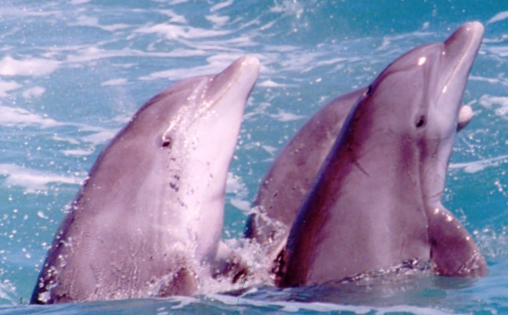 Dolphin Docks-Port Isabel必去景点
