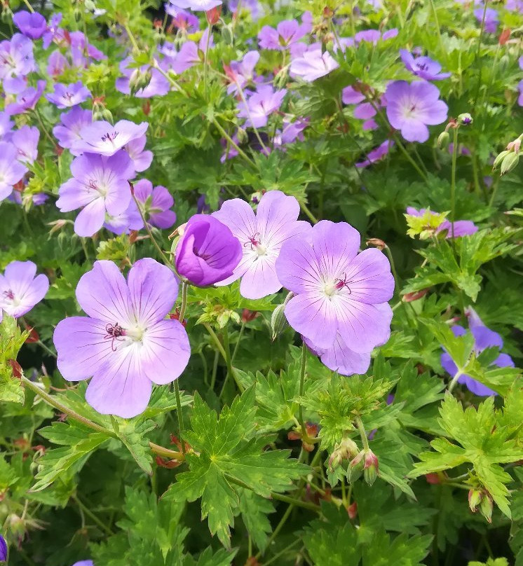 Landgasthof Hoffmann主图