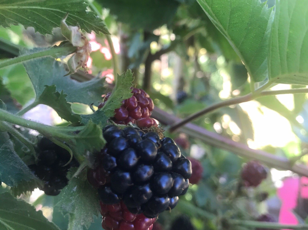 B&B Il Casale delle Girandole主图