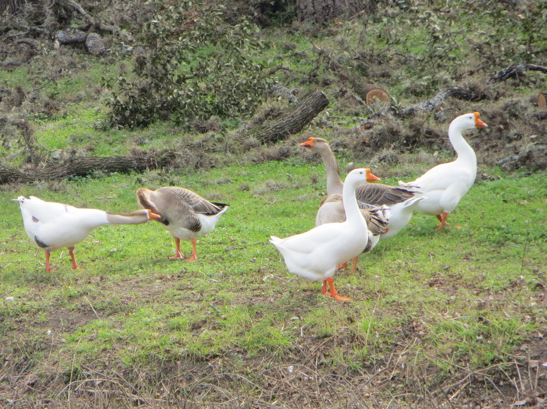 River Road Park-Boerne必去景点