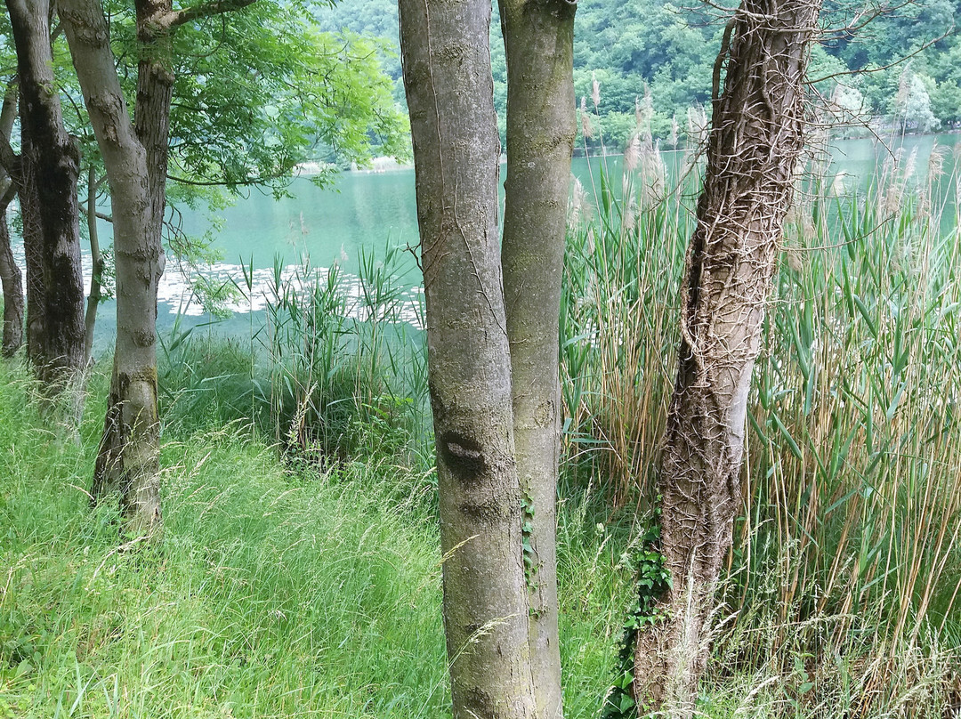 Parco Lago Segrino景点图片