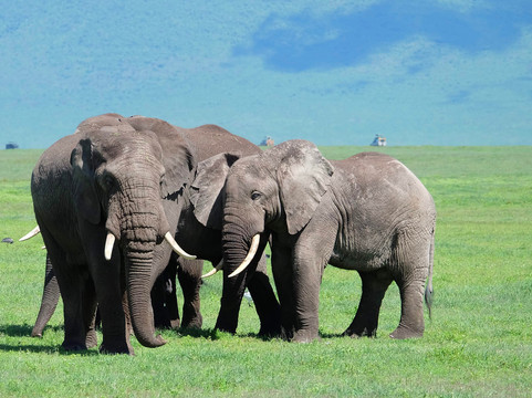 Tunu African Adventures-阿鲁沙必去景点