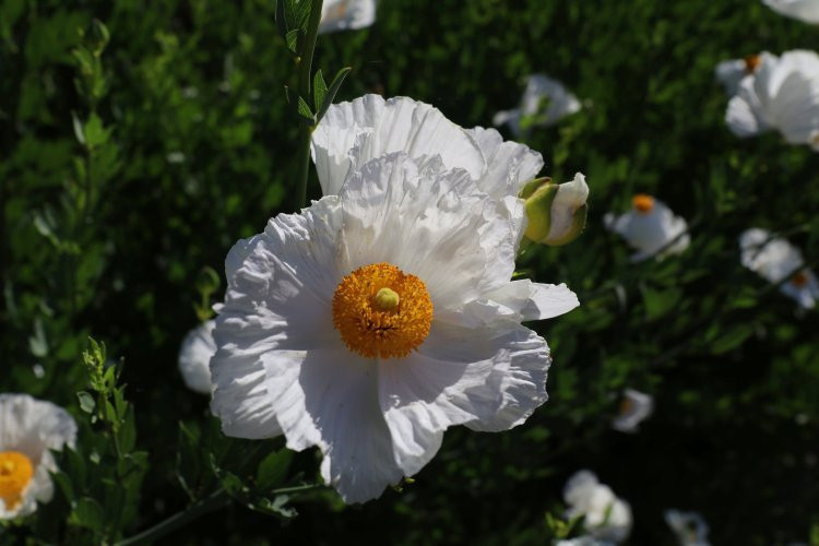 William Land Park-沙加缅度必去景点