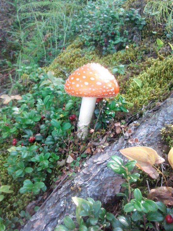 National Park Alkhanai-赤塔必去景点