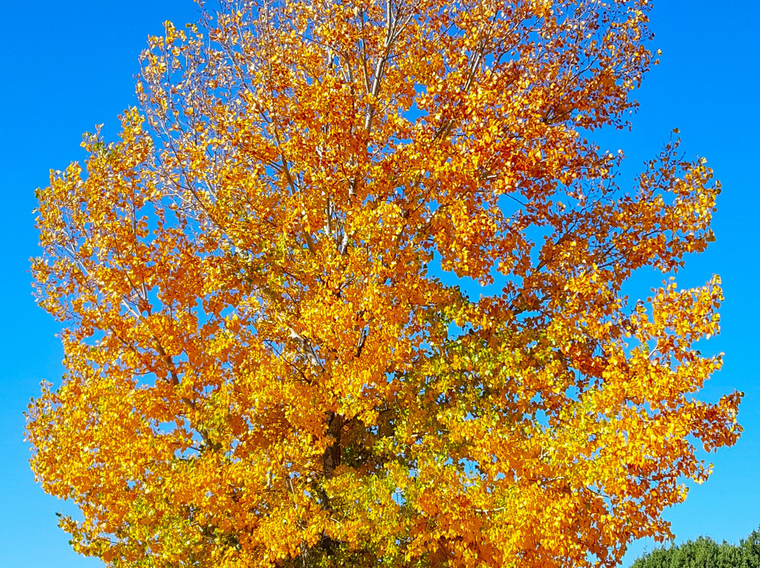 Fool Hollow Lake Recreation Area-肖洛必去景点
