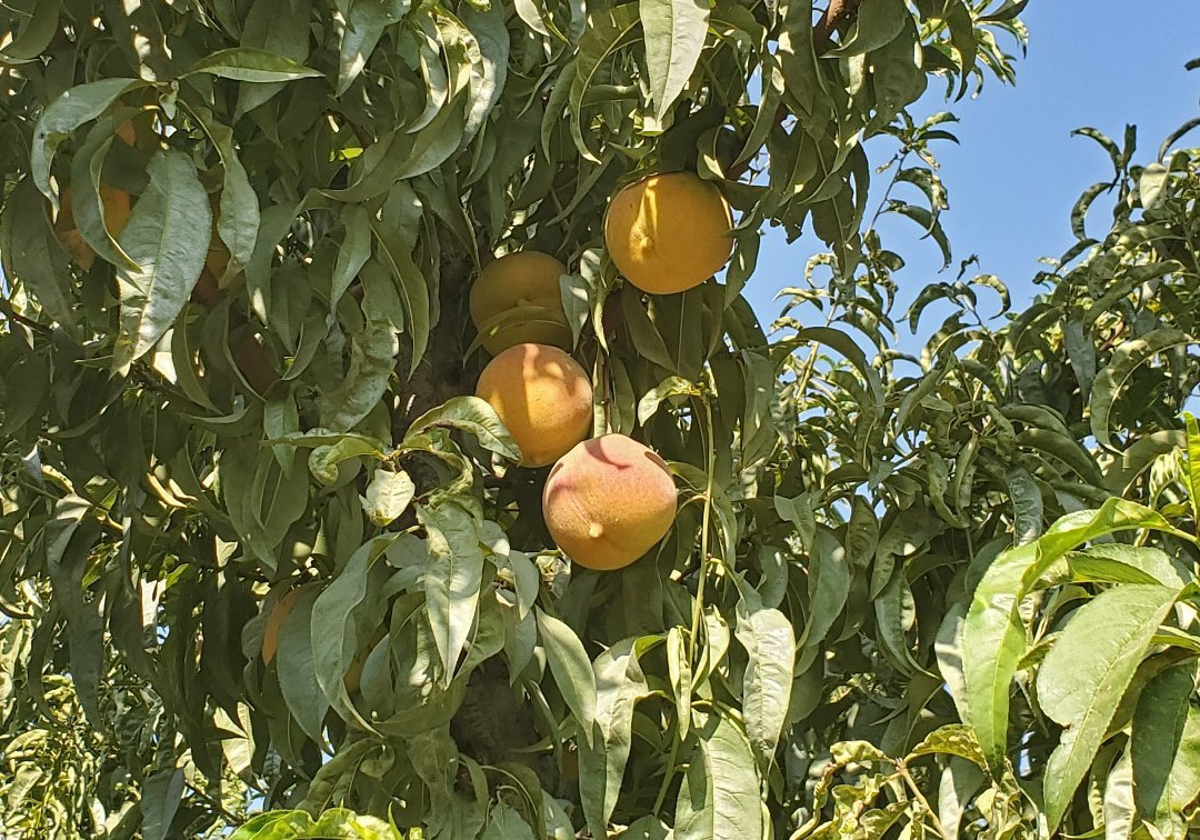 Valle de Uco-Tupungato必去景点