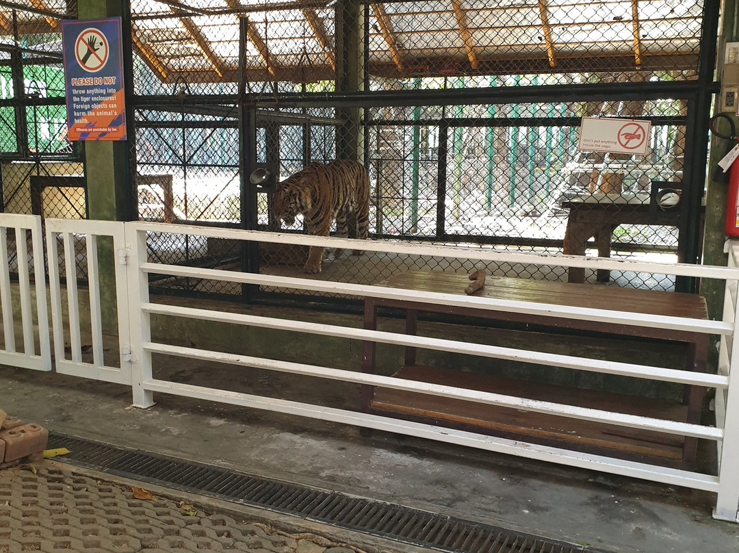 Tiger Kingdom Phuket-卡图必去景点