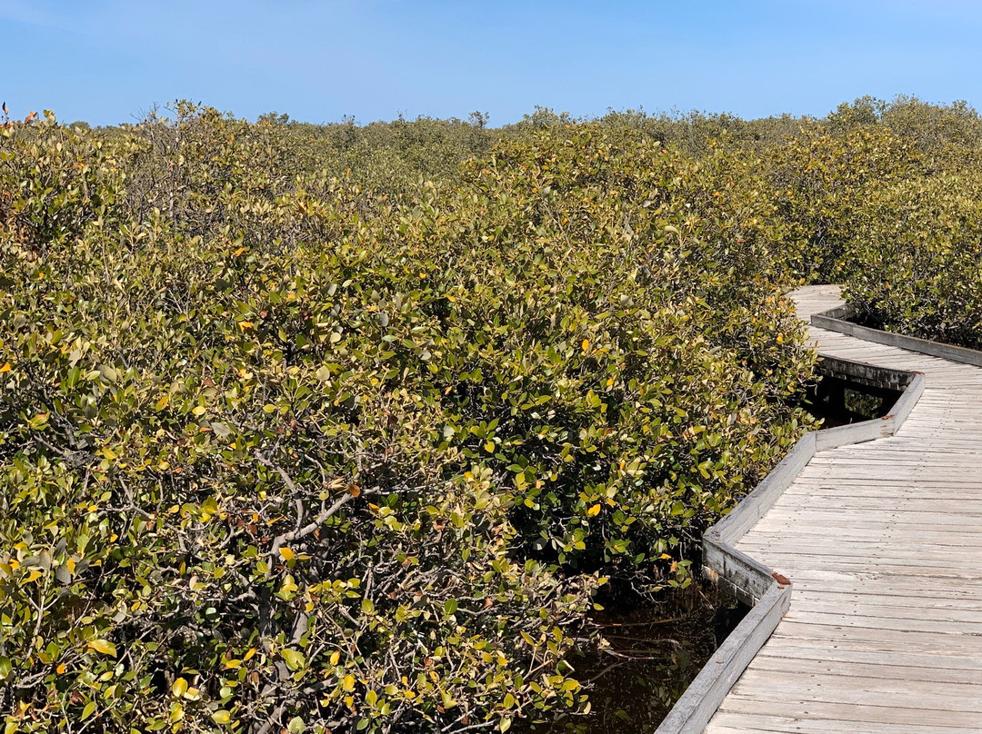 St Kilda Mangrove Trail and Interpretive Centre-圣基尔达必去景点
