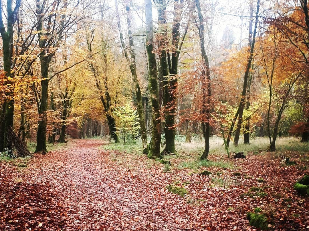 Portumna Forest Park-Portumna必去景点