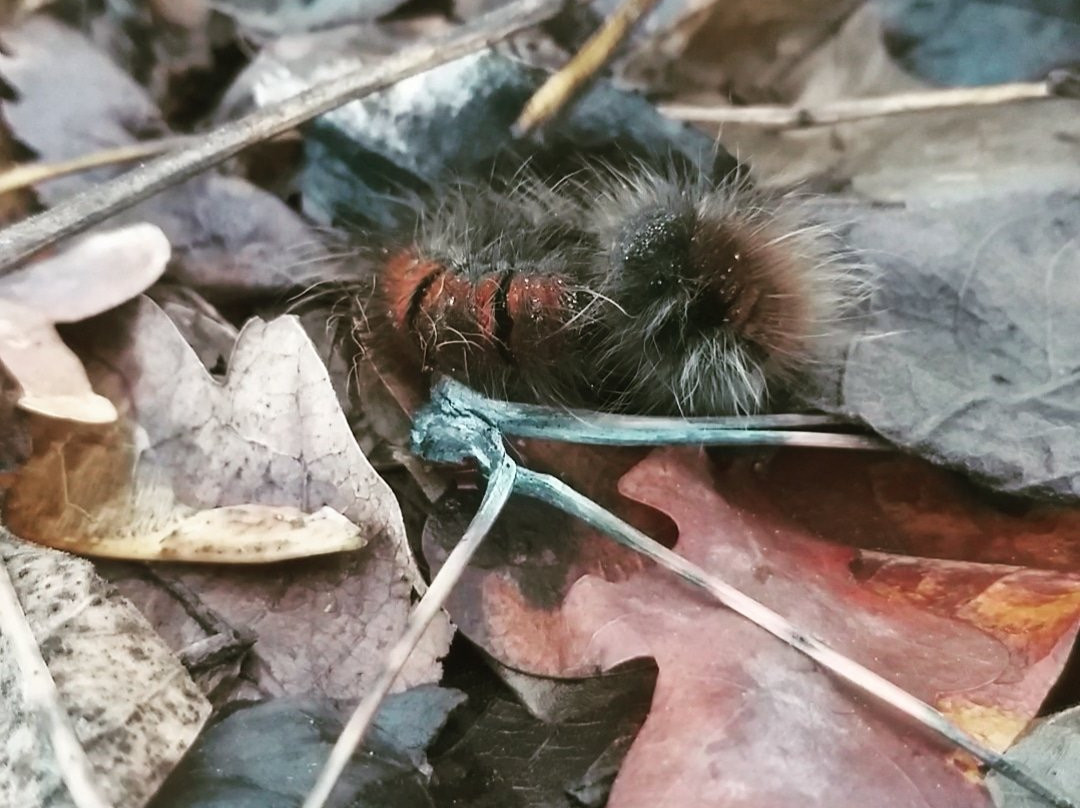 International Horticulture Goyang Korea-高阳市必去景点