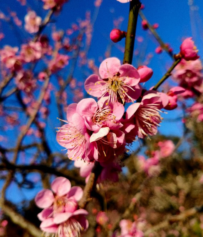 Mito Plum Festival-水户市必去景点