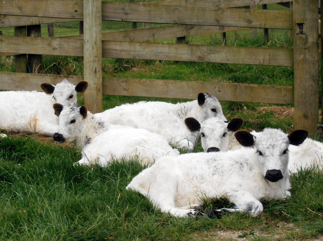 Tracy's Boutique Farmstay主图