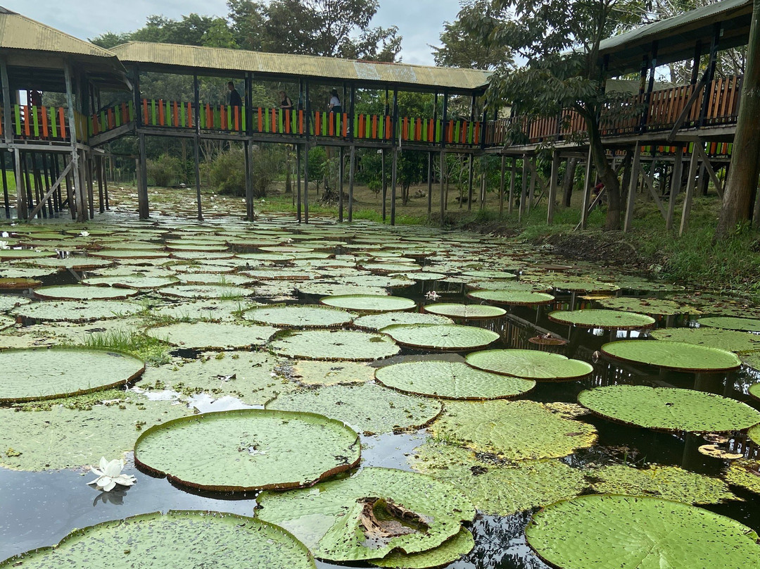 El Jardin de la Victoria Regia景点图片
