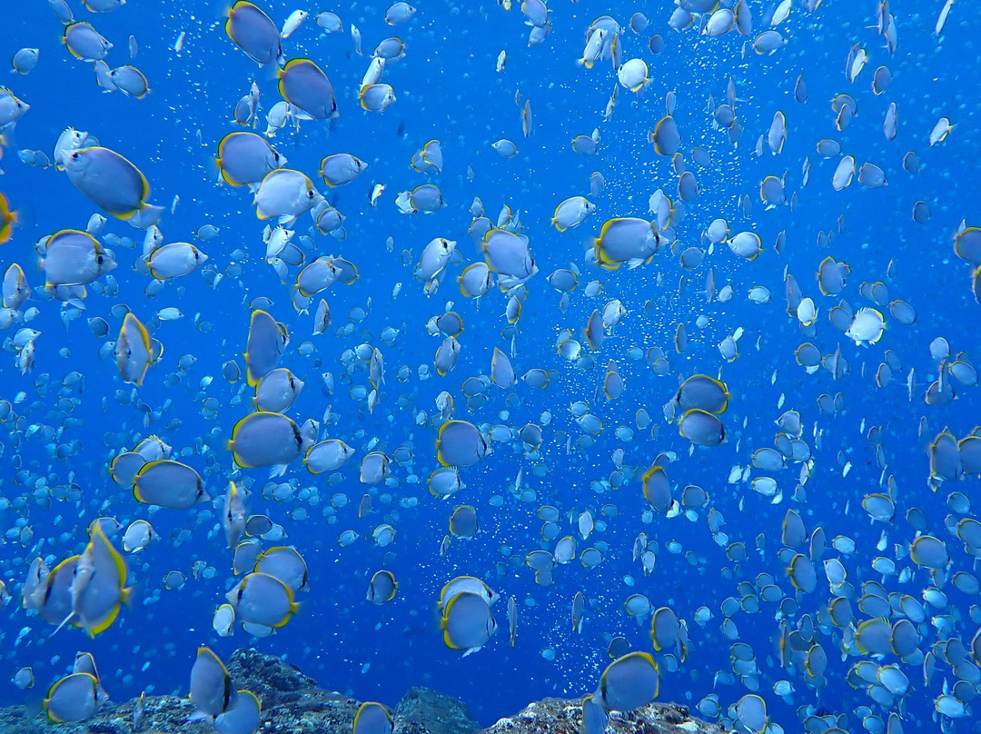 Dive Saint Helena-Jamestown必去景点