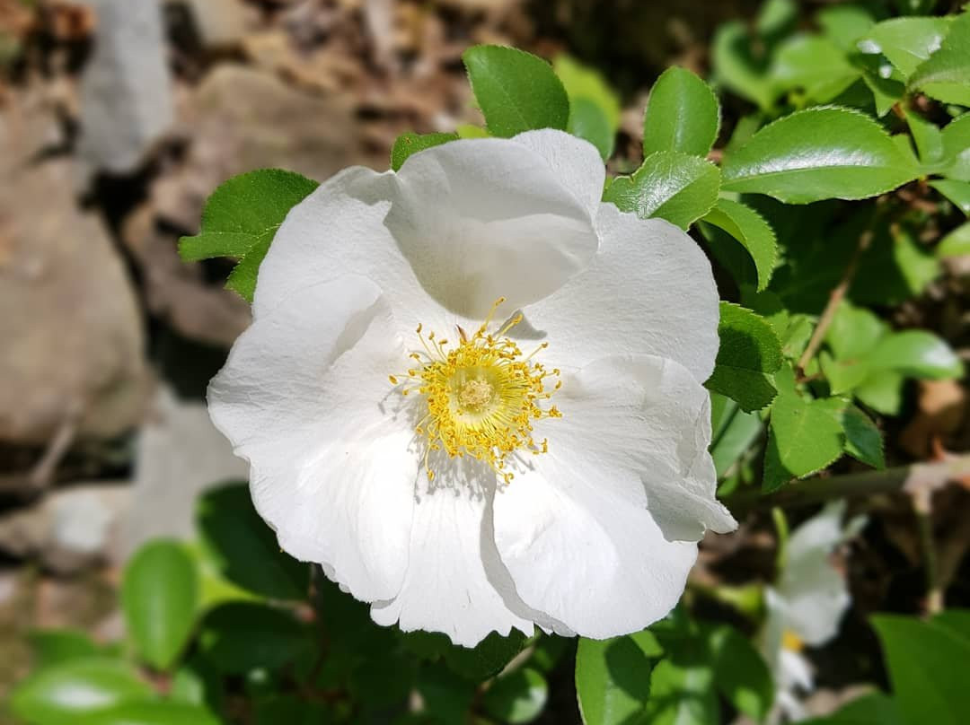 Sanbangsan Biwon Gwangwan Sikmulwon-巨济市必去景点