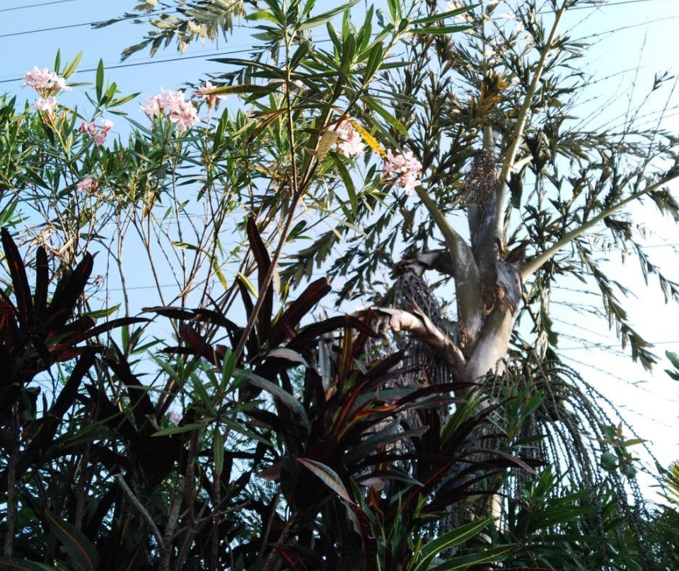 Shagun Resort & Water Park主图