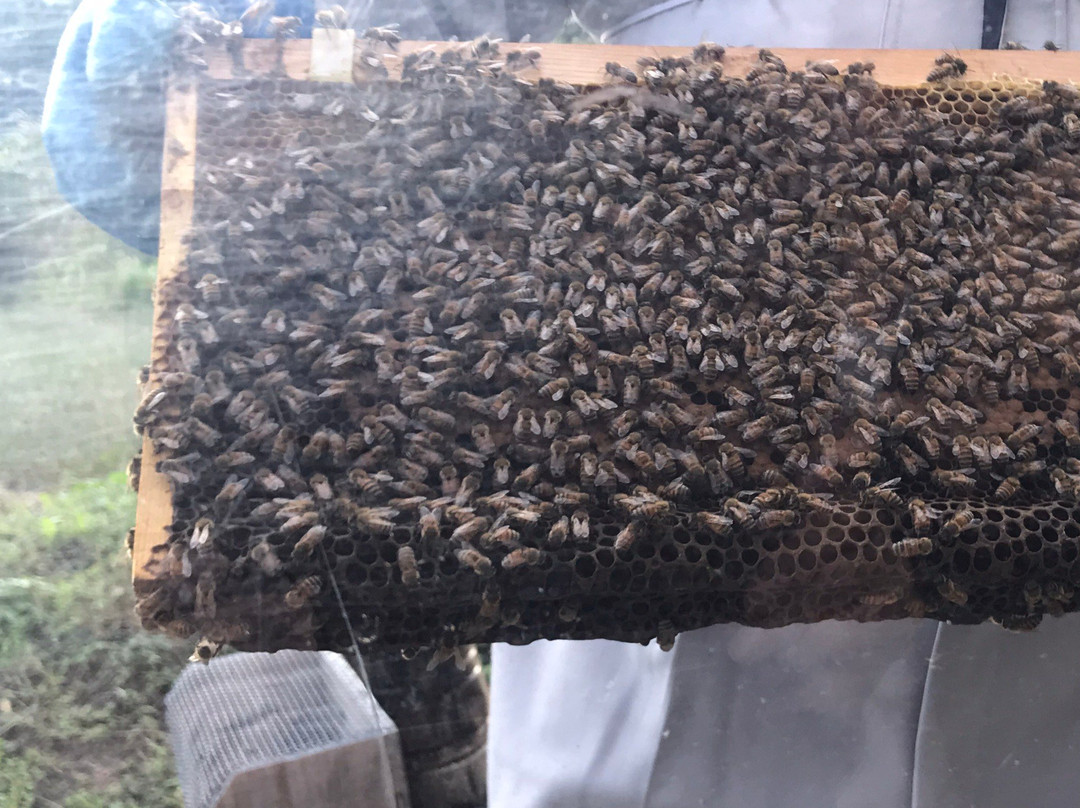 Hachimitsu Kobo-君津市必去景点