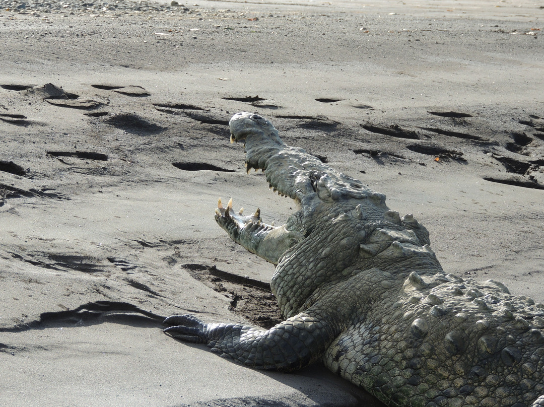 Jungle Crocodile Safari景点图片