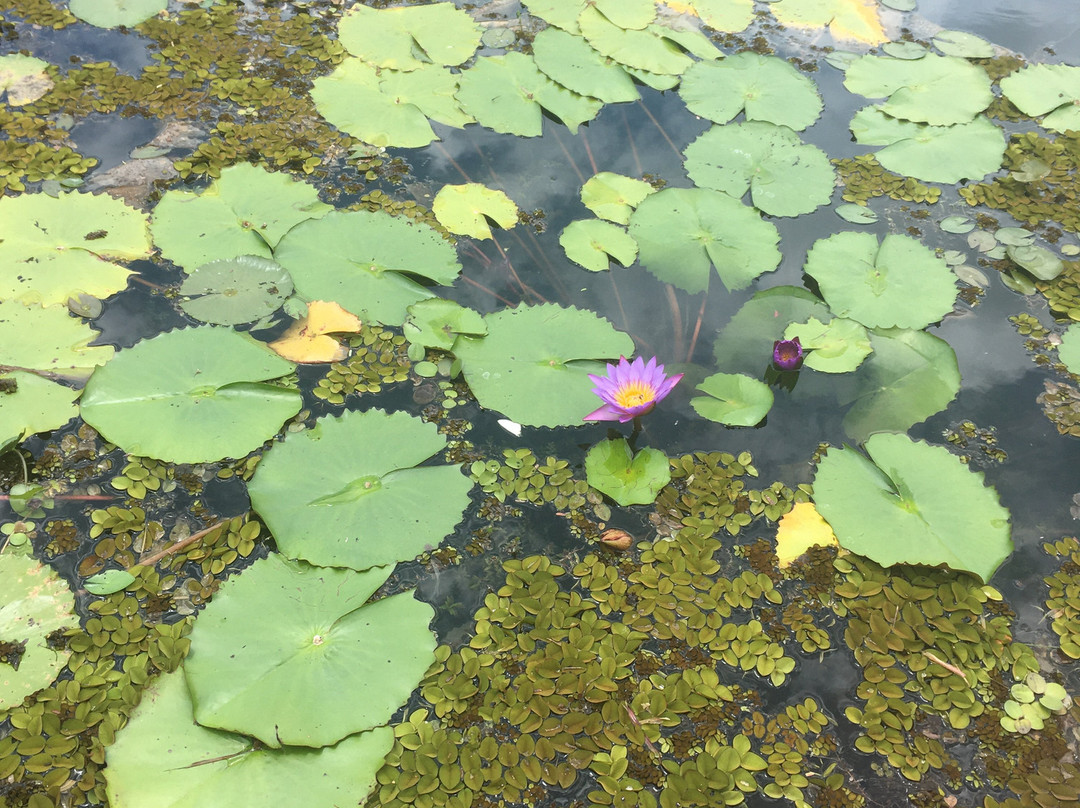 Municipal Botanical Garden of Bauru景点图片