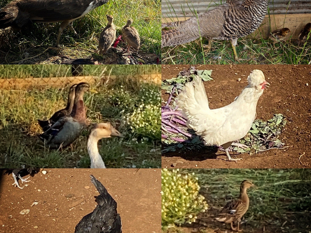 Granja Educativa Buena Vista-Osorno必去景点