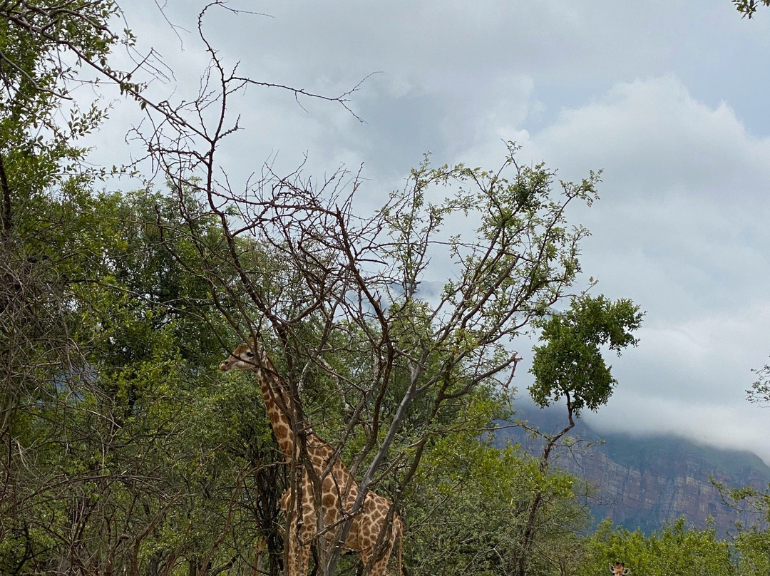 希克瓦利丛林旅舍主图