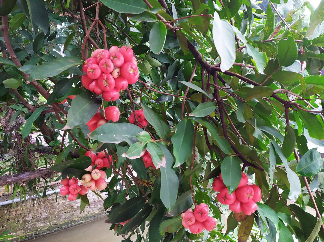 Anh Huong Tam Coc Homestay主图