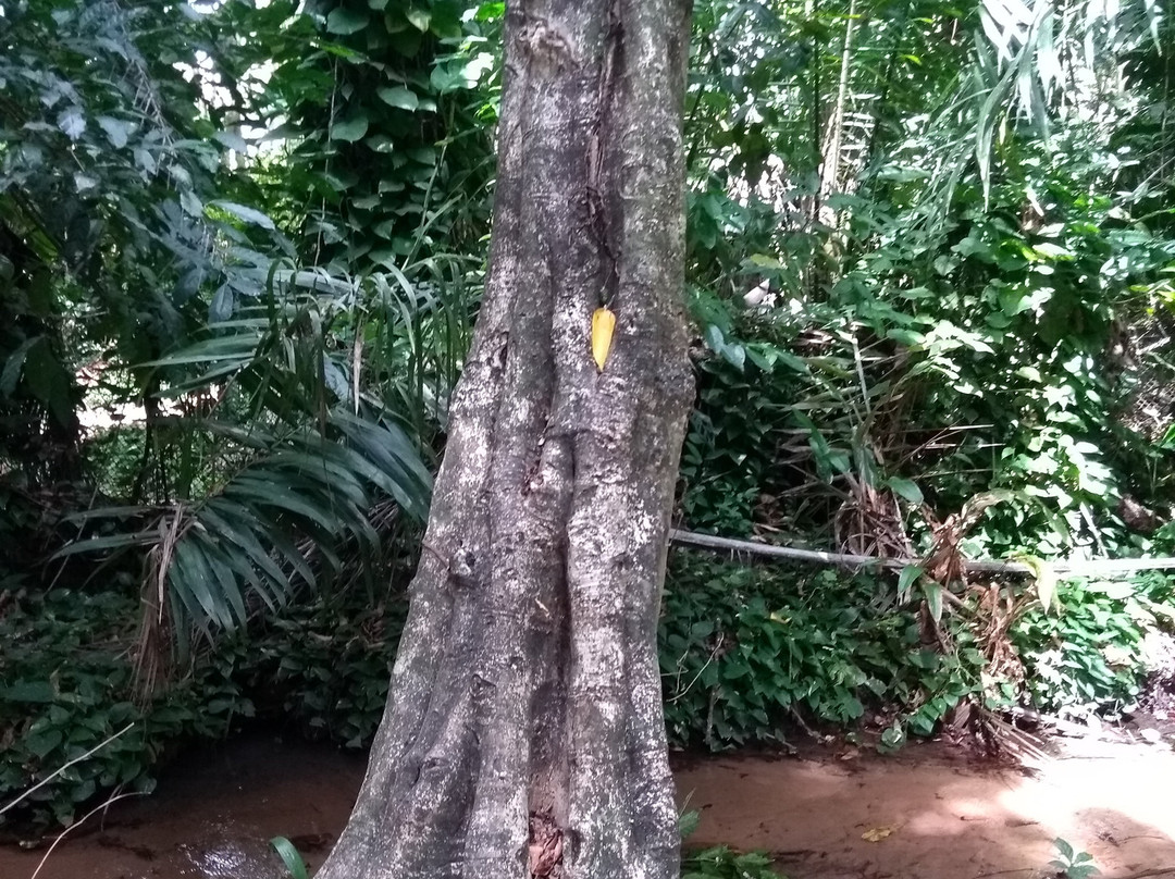 Manancial do Buraquinho景点图片