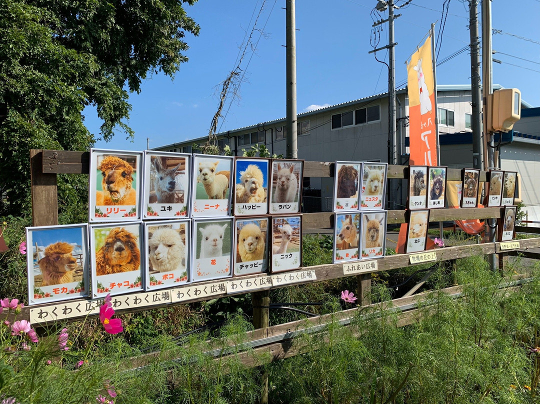 Yatsugatake Alpaca Farm-富士见町必去景点