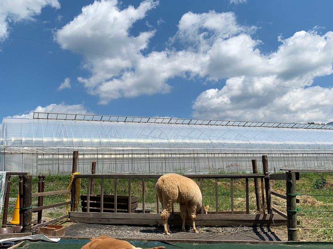 Yatsugatake Alpaca Farm景点图片