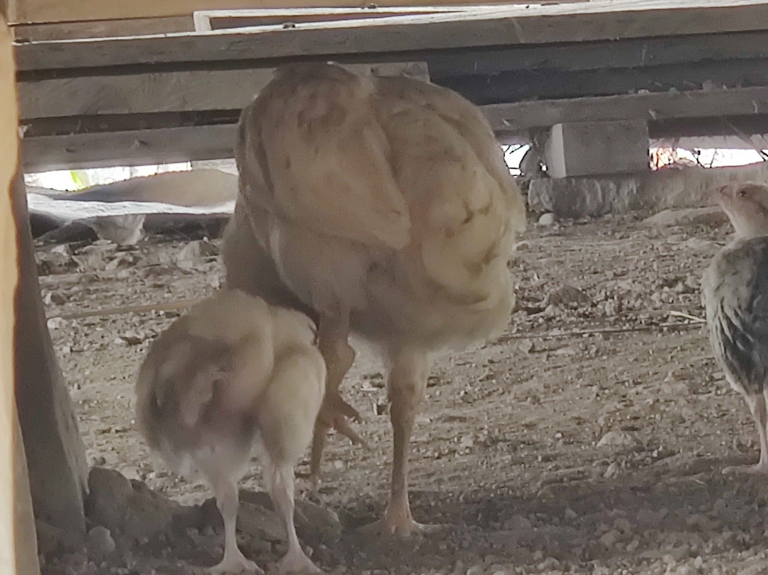Wologai Traditional Village-弗洛勒斯岛必去景点