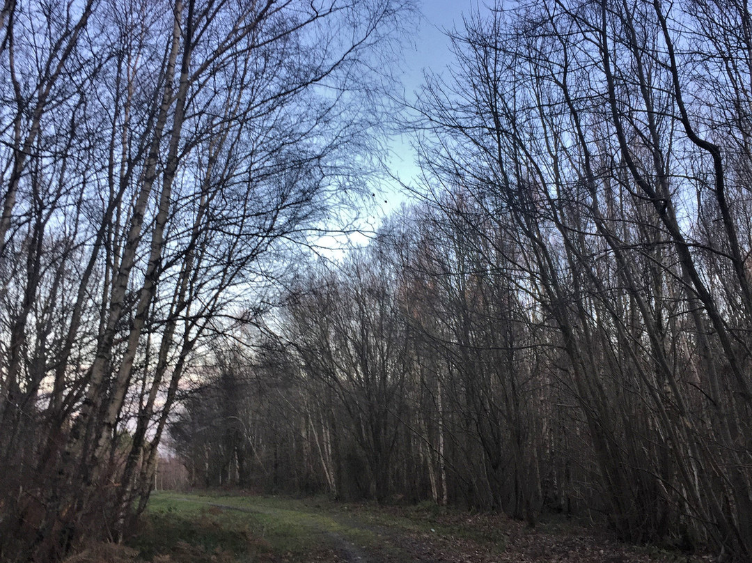 Footland Wood景点图片