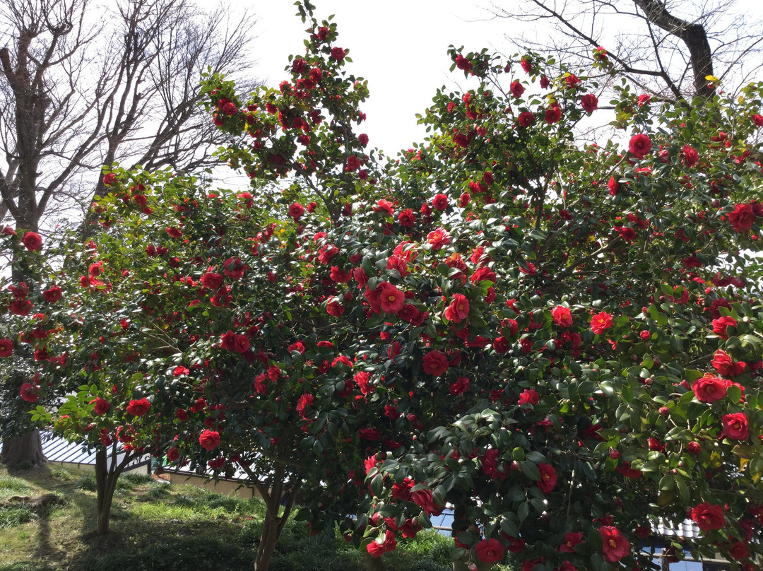 Hagurosan Park-大崎市必去景点