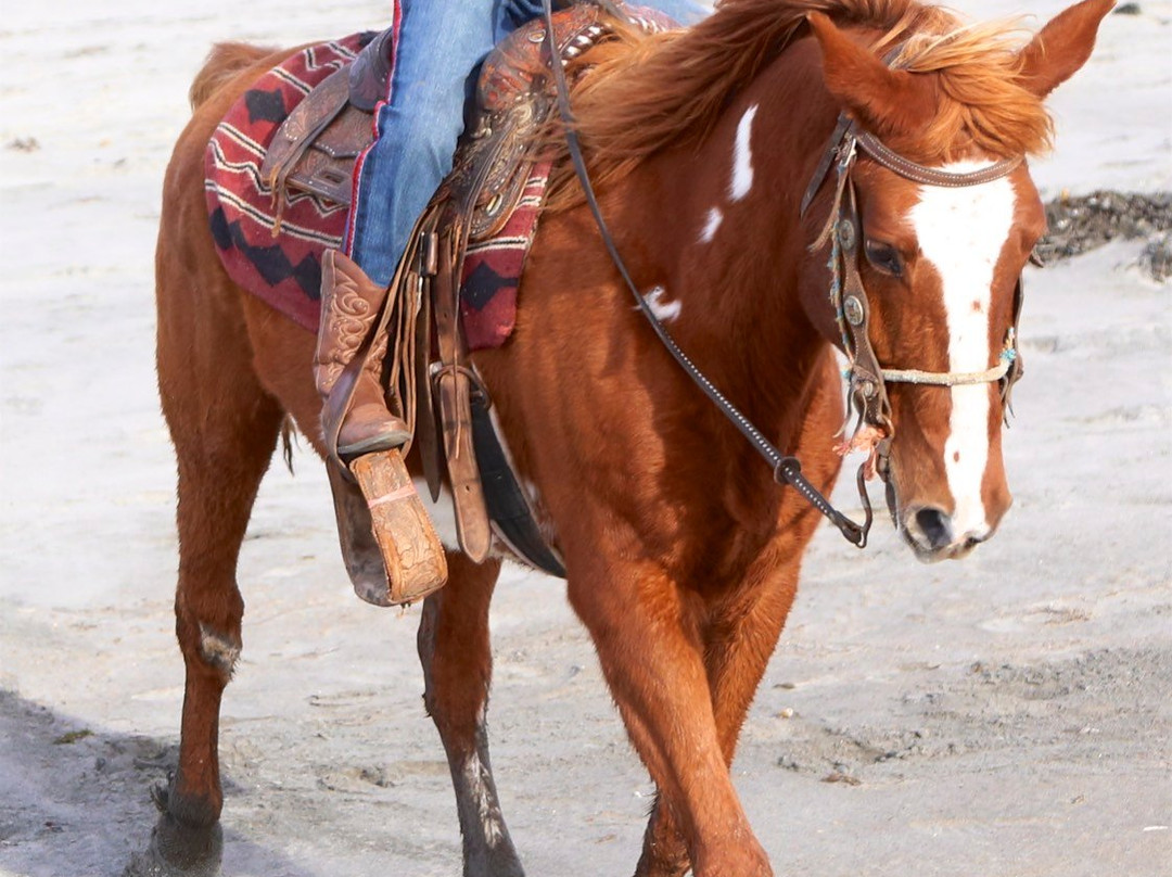 Horses by Jose-La Mision必去景点