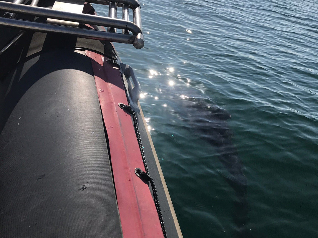 Kraken Tours-福斯特必去景点