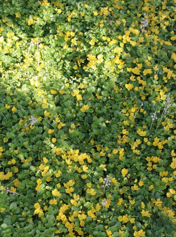 Gatiss Gardens-卡利斯佩尔必去景点