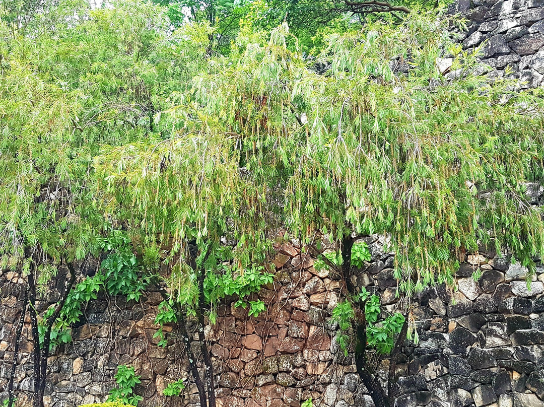 Solar Corte Real主图