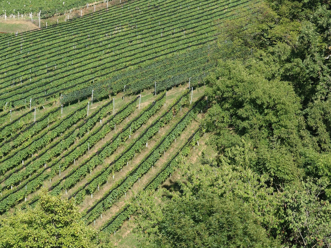 Weinweg der Sinne景点图片