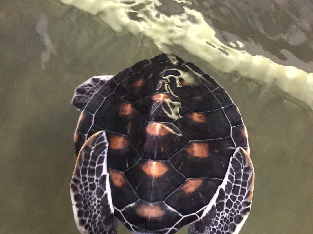 Kosgoda Turtle Care-科斯戈德必去景点