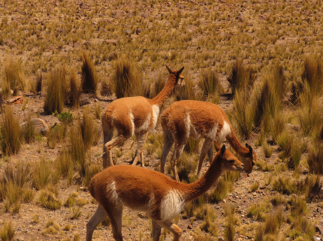 Reserva Nacional Pampa Galeras Barbara D'Achille景点图片