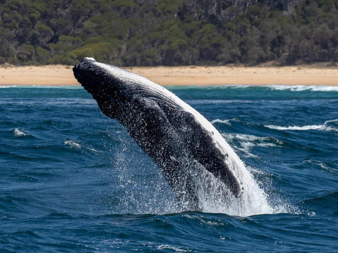 GoWhaleWatching Merimbula-梅林布拉必去景点