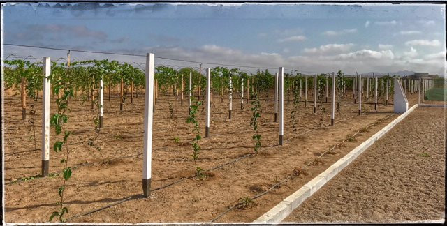 Montrigo Oasi-博阿维斯塔必去景点