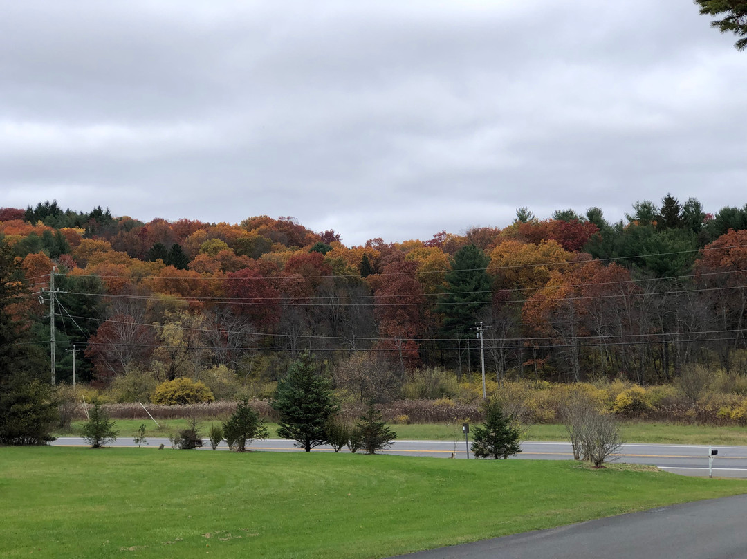 Elm Tree Motel主图