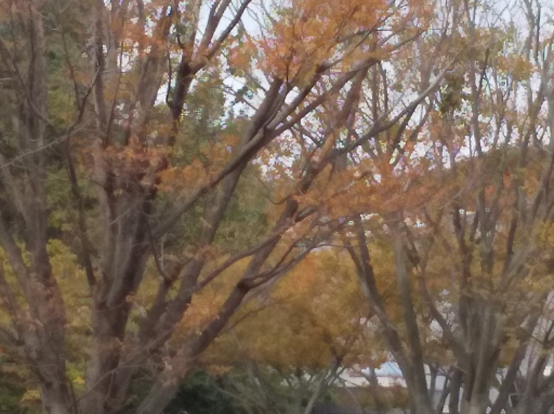 Mori no Hall 21-松户市必去景点