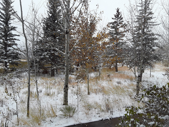 The Miners Club主图