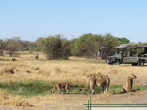 Magotho Camp (Khwai Development Trust)主图