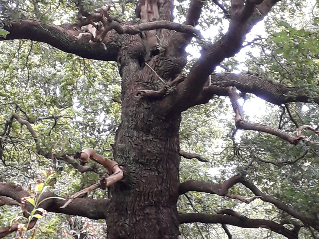 Sherwood Forest-诺丁汉郡必去景点