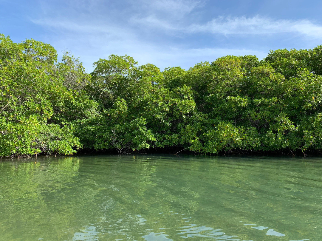 Mangrove Center景点图片